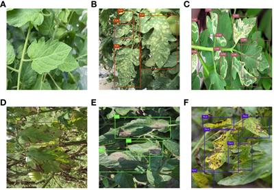 Tomato leaf disease detection based on attention mechanism and multi-scale feature fusion